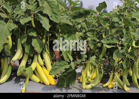 Gran gruppo di brinjal verde fresco o melanzane in pianta. Lunghi brinjals coltivati in azienda orticola a CHES(ICAR-IIHR) Chettali Foto Stock