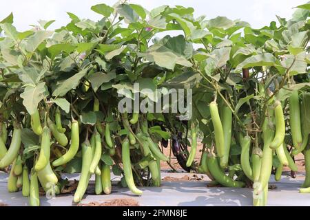 Fresco verde di brinjal o melanzana che cresce in pianta. Lunghi brinjals verdi coltivati in azienda orticola a CHES(ICAR-IIHR) Chettali Foto Stock