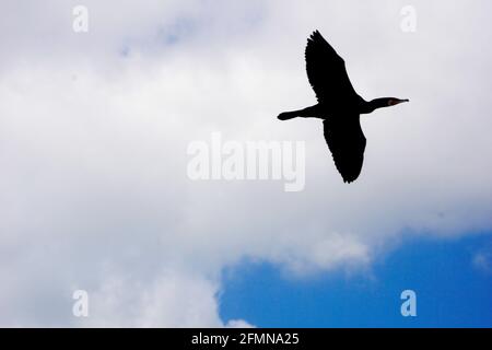 Un Grande cormorano in volo. Uccello Foto Stock