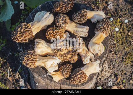 spugnole primaverili funghi rari e deliziosi Foto Stock
