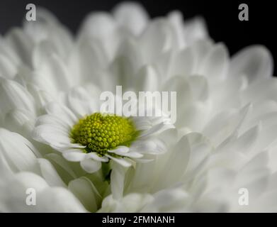 Macro di primo piano daisy comune Foto Stock