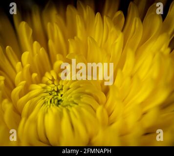 Crisantemo giallo , dettaglio primo piano, macro Foto Stock