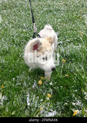 Vista verticale di un simpatico Husky siberiano in piedi sul erba dopo aver rotolato in un prato di cottongrass Foto Stock