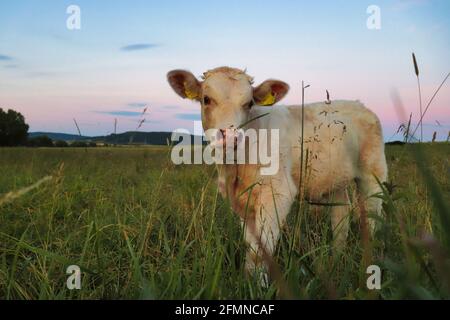 Carino vitello bianco in piedi dietro erba alta in un campo nella Germania rurale in una notte estiva. Foto Stock