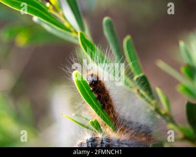 Palude Shelter Moth (Ochrogaster lunifer) larve Foto Stock