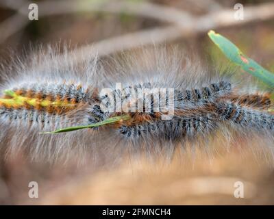 Palude Shelter Moth (Ochrogaster lunifer) larve Foto Stock