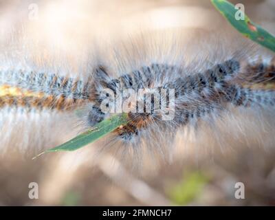 Palude Shelter Moth (Ochrogaster lunifer) larve Foto Stock