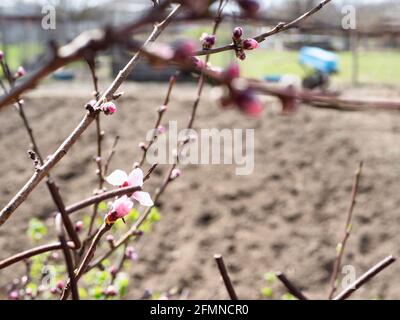 fiori rosa di pesca albero e giardino sullo sfondo in villaggio in primavera (fuoco sul fiore in primo piano) Foto Stock