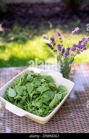 Concetto di cibo pulito. Foglie di piccante e succoso di verdure biologiche di spinaci appena selezionate sul tavolo. Sana dieta primaverile-estiva. Alimenti grezzi vegani. S Foto Stock