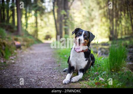 Appenzell cane di montagna Foto Stock