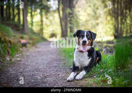 Appenzell cane di montagna Foto Stock