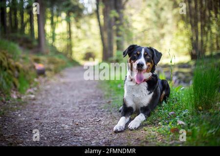 Appenzell cane di montagna Foto Stock