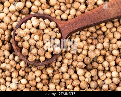 cucchiaio di legno su pila di semi di coriandolo essiccato closeup Foto Stock