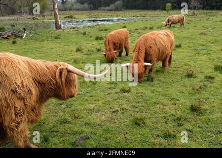 Allevamento di bestiame delle Highland a Norfolk, Inghilterra Foto Stock