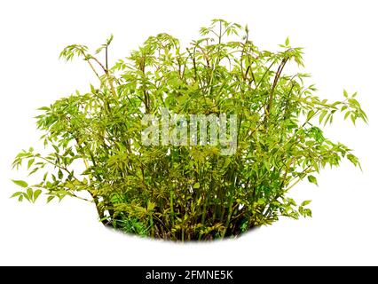 Bush isolato su uno sfondo bianco, leggermente sfocato sul fondo. Fogliame primaverile, astilbe. Elemento di design per il tuo collage naturale. Foto Stock