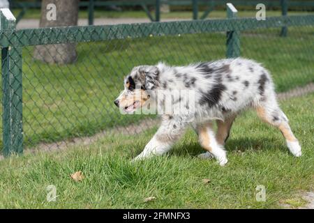 L'australiano Shepherd Puppy è felice di esplorare la zona della fattoria. Il cane tricolore è rilassato. Visto dalla parte anteriore Foto Stock