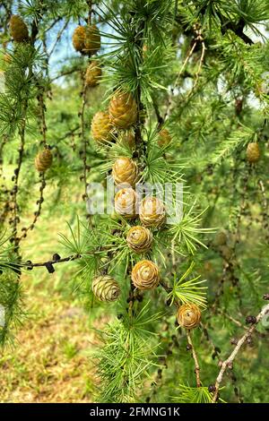 Abete Abies con coni giovani sul ramo. Aghi in abete verde e argento. Fuoco di natura selettivo primo piano in giardino di primavera. Foto Stock