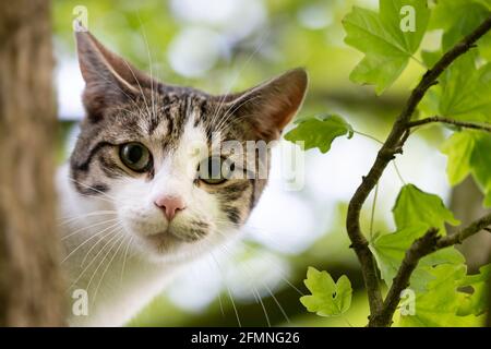 Cat siede nell'albero tra il fogliame su un ramo spesso e guarda giù ansiosamente. Mettere a fuoco sulla testa e gli whisker dell'animale Foto Stock