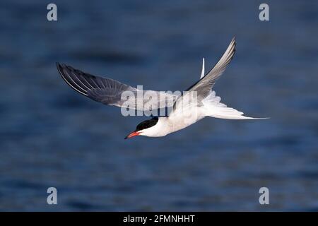 Tern comune (Sterna hirundo) volare Foto Stock