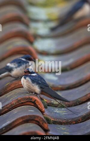 Fienile Swallow (Hirundo rustica) poggiato su tetto di pantile Foto Stock