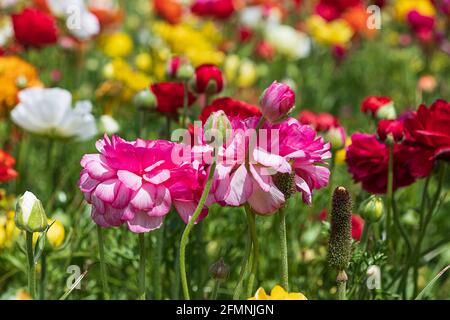 Campi di buttercups di giardino coltivati multicolore primo piano Foto Stock