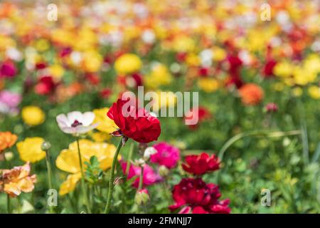 Campi di buttercups di giardino coltivati multicolore primo piano Foto Stock