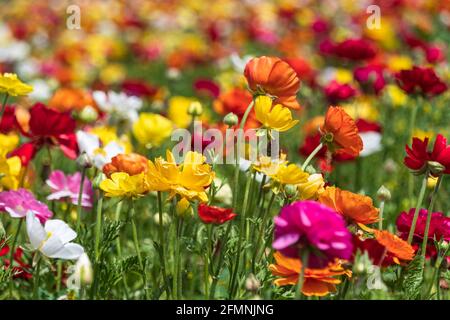 Campi di buttercups di giardino coltivati multicolore primo piano Foto Stock