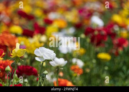 Campi di buttercups di giardino coltivati multicolore primo piano Foto Stock