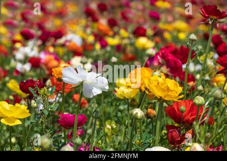 Campi di buttercups di giardino coltivati multicolore primo piano Foto Stock