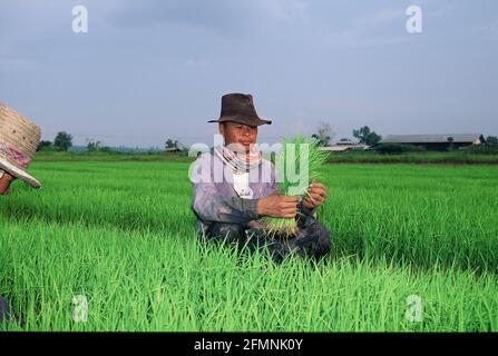 Thailandia. 15 luglio 2002. Thailandia lavoratore agricoltore in un campo di riso nel nord della Thailandia Credit: Horst Galuschka/dpa/Alamy Live News Foto Stock
