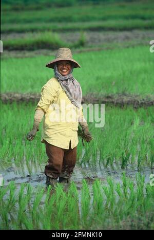 Thailandia. 15 luglio 2002. Thailandia lavoratore agricoltore donna in un campo di riso nel nord della Thailandia Credit: Horst Galuschka/dpa/Alamy Live News Foto Stock