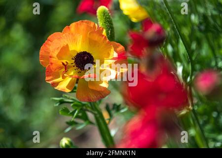 Campi di buttercups di giardino coltivati multicolore primo piano Foto Stock