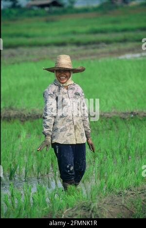 Thailandia. 15 luglio 2002. Thailandia lavoratore agricoltore donna in un campo di riso nel nord della Thailandia Credit: Horst Galuschka/dpa/Alamy Live News Foto Stock
