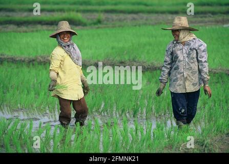 Thailandia. 15 luglio 2002. Thailandia lavoratore agricoltore donna in un campo di riso nel nord della Thailandia Credit: Horst Galuschka/dpa/Alamy Live News Foto Stock