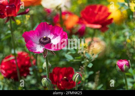 Campi di buttercups di giardino coltivati multicolore primo piano Foto Stock