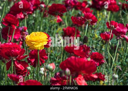 Campi di buttercups di giardino coltivati multicolore primo piano Foto Stock