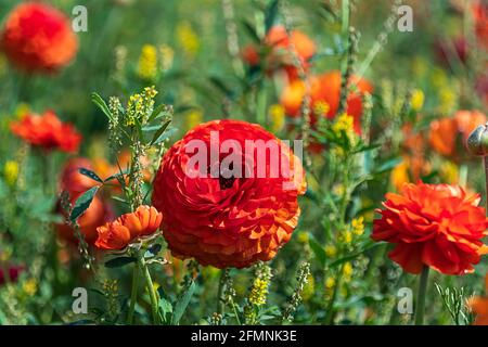 Campi di buttercups di giardino coltivati multicolore primo piano Foto Stock