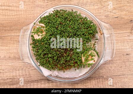 Una crescione appena coltivata cresce in una ciotola di vetro su una lana di cotone con gusci d'uovo. Foto Stock