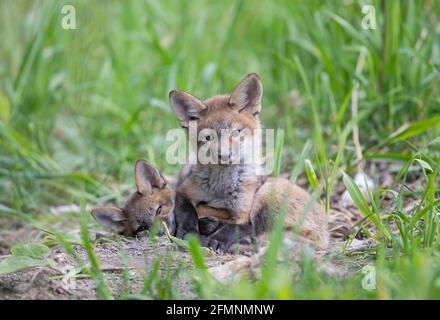 Kit di volpe rosse (Vulpes vulpes) giocare vicino al den profondo nella foresta in anticipo Primavera in Canada Foto Stock