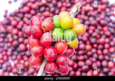 Colpo di primo piano di molti frutti di caffè raccolti Foto Stock