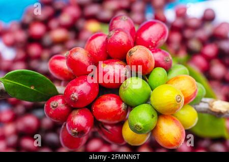 Colpo di primo piano di molti frutti di caffè raccolti Foto Stock