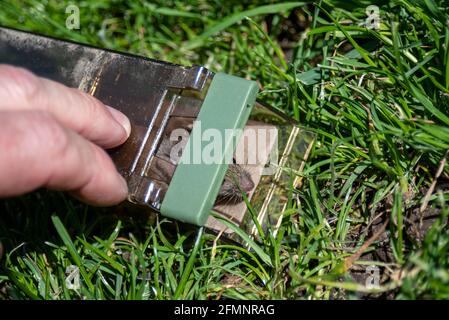 Un topo che viene rilasciato da una trappola umana di topo, in erba fuori. Metodo del genere di cattura di un roditore. Topo di casa, Mus musculus, catturato in casa Foto Stock