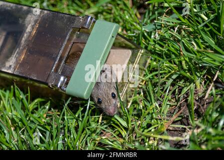 Un topo che viene rilasciato da una trappola umana di topo, in erba fuori. Metodo del genere di cattura di un roditore. Topo di casa, Mus musculus, catturato in casa Foto Stock