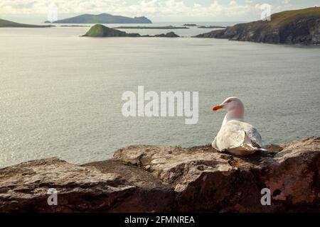 Un gabbiano seduto su un muro di pietra con il mare dentro Lo sfondo della penisola di Dingle in Irlanda Foto Stock