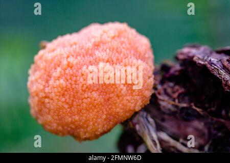 Red Raspberry Slime Mold Tubifera ferruginosa o Tubulifera arachnoidea crescente su un vecchio ceppo di albero in un bosco Foto Stock