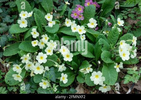 Grappoli di primule selvatiche (Primula vulgaris) coltivare in bosco in primavera Foto Stock
