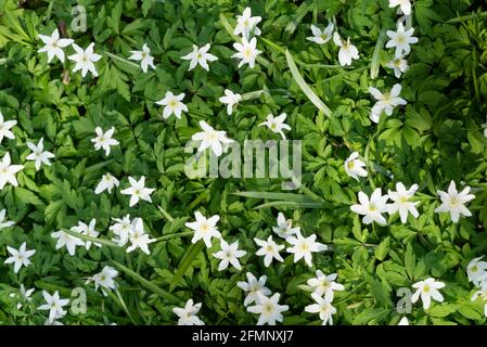 Anemone di legno (Anemone nemorosa, Anemonoides nemorosa), noto anche come fiore di vento, timbleweed e odore volpe Foto Stock