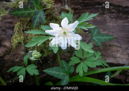 Anemone di legno (Anemone nemorosa, Anemonoides nemorosa), noto anche come fiore di vento, timbleweed e odore volpe Foto Stock