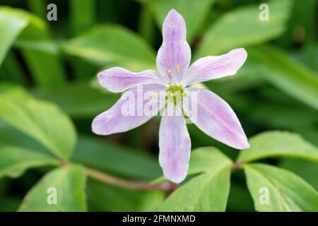 Anemone di legno (Anemone nemorosa, Anemonoides nemorosa), noto anche come fiore di vento, timbleweed e odore volpe Foto Stock