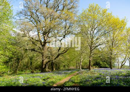 Antico bosco di bluebell britannico in Springtime. Foto Stock